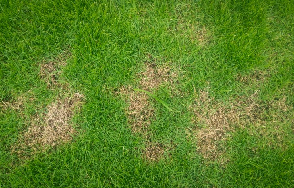 Restoring a dying lawn
