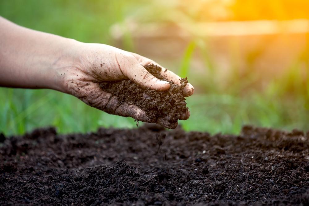 Restoring a dying lawn