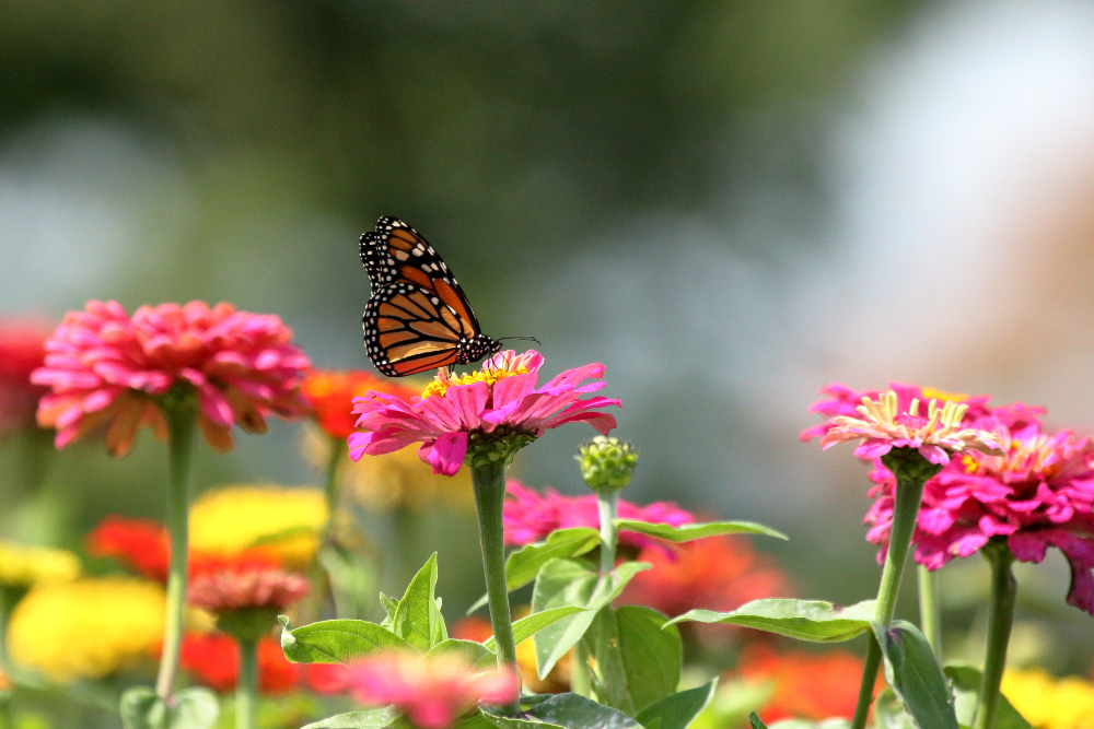 Pollinator Garden Landscape Design Trends