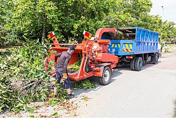 Tree Trimming Caramanico Landscape