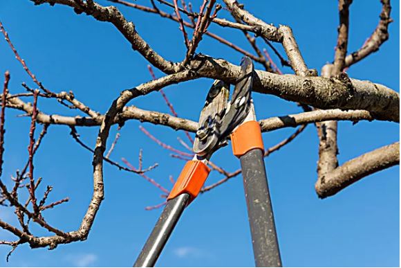 Winter Tree Trimming: Young Trees, Fruit Trees, Spring Flowering Trees