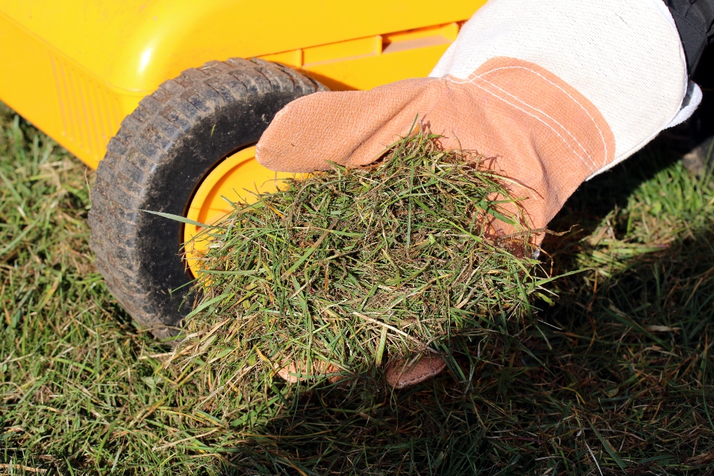 Aerating and overseeding tips