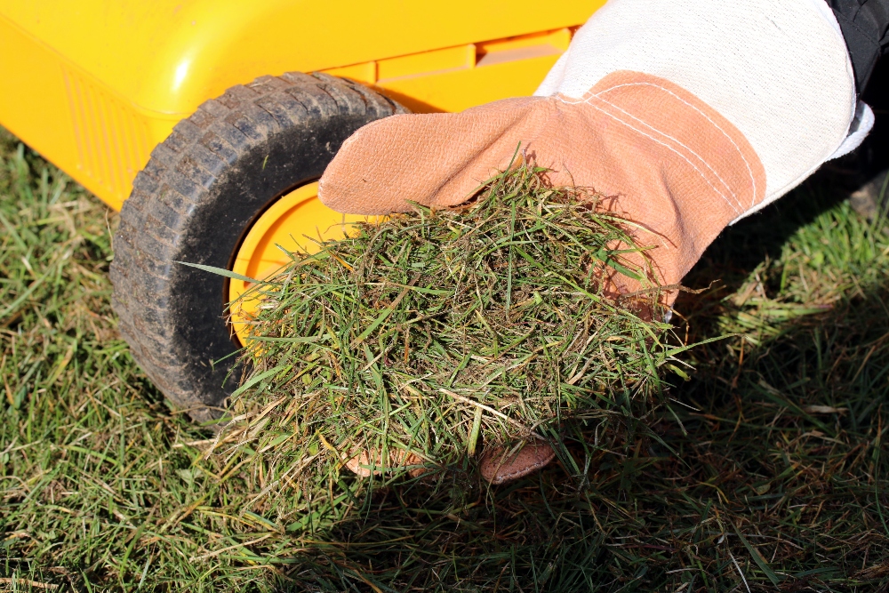 Best grass deals seed after aeration