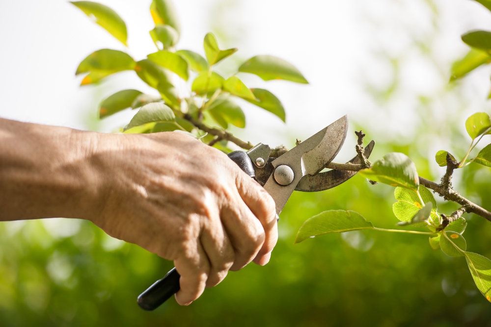 tree trimming winter lawn care