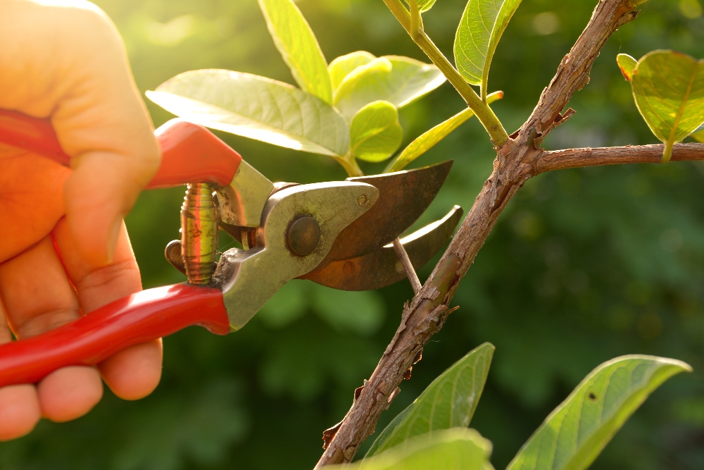 Pruning Preparation Tips