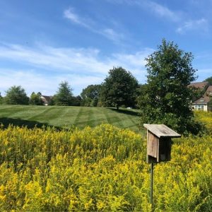 Meadow Areas