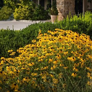 Apartment Landscaping