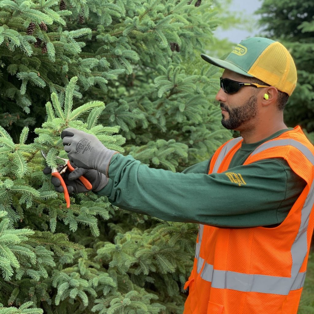 Pruning_Services