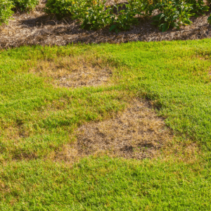landscape_management_-_bare_spots_optimized