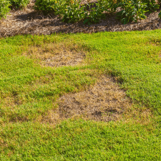 landscape management - bare spots