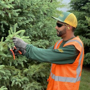 tree & shrub care