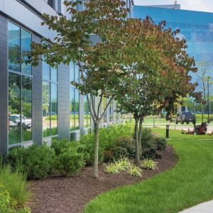 Best Commercial Landscaping Company in Philadelphia - Caramanico Landscape