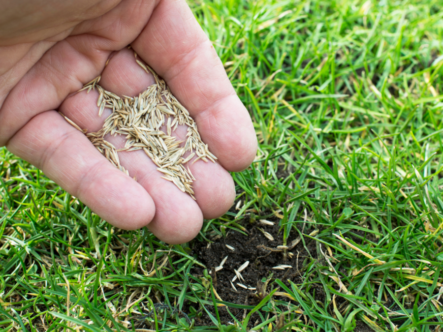 Grass Seed