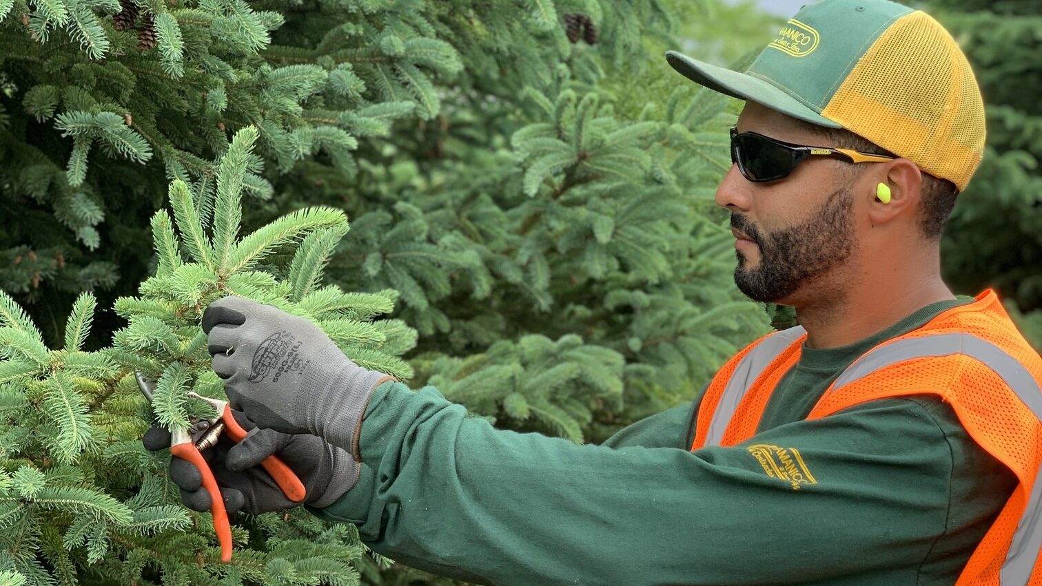 Pruning_Services