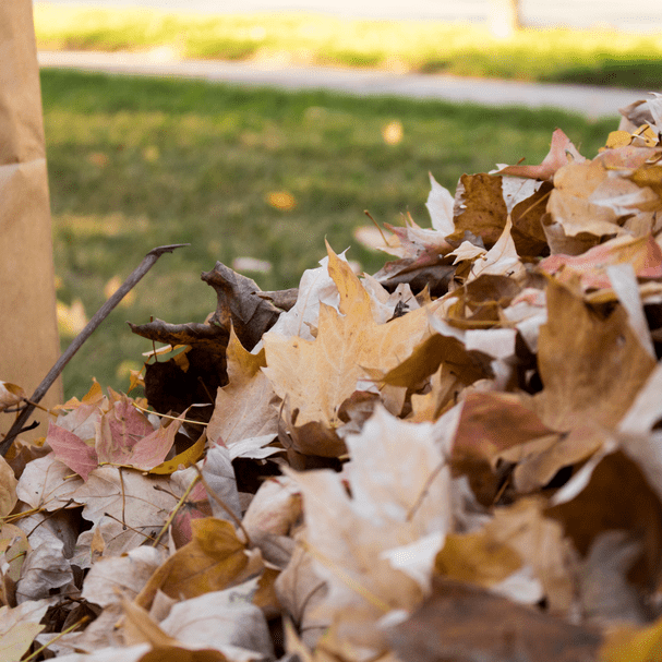fall landscaping cleanup