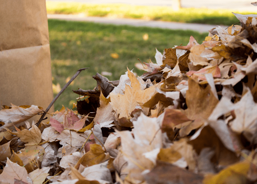 fall landscaping cleanup