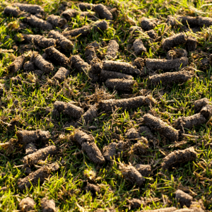 lawn aeration and overseeding