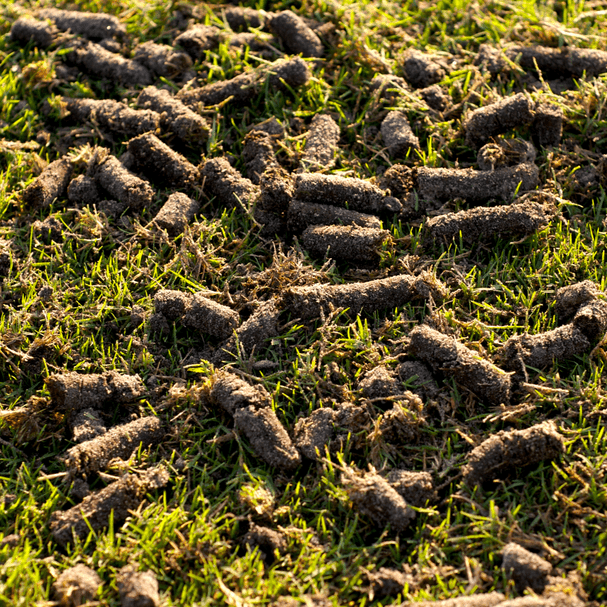 lawn aeration and overseeding