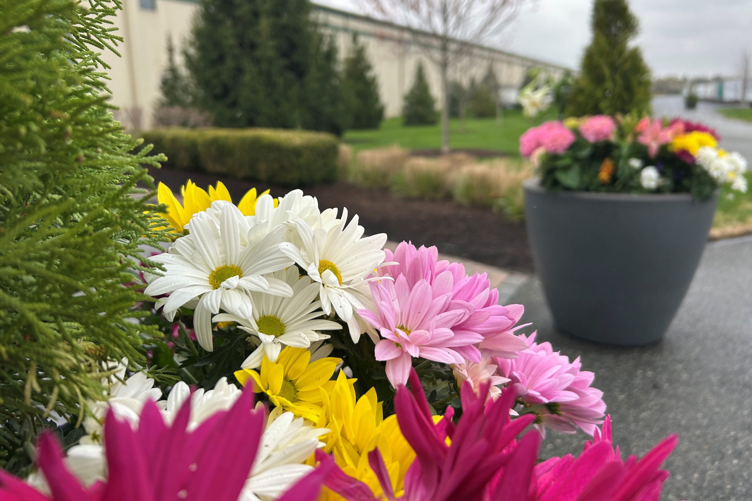 Caramanico Landscape commercial landscaping company.