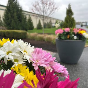 Caramanico Landscape commercial landscaping company.