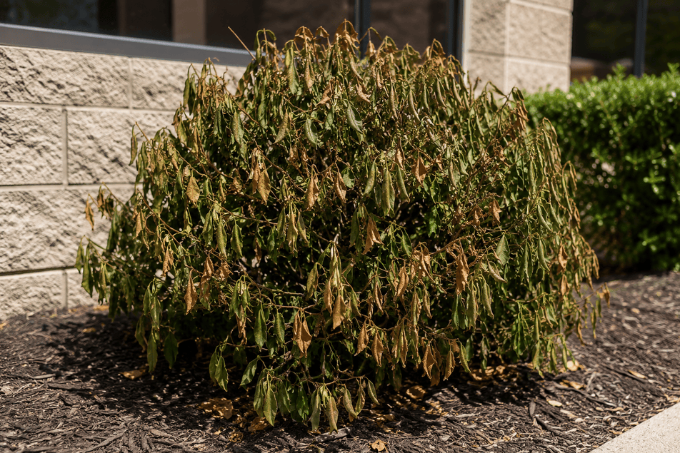 Summer Landscape Stress Wilting Plants and Shrubs